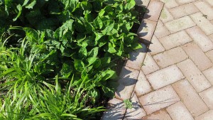 Luytens Dutch Paving at Viller the Garden