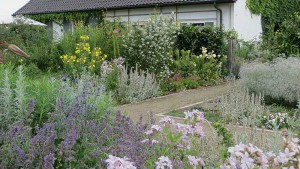 Flowering Campanula, Hemerocallis and Nepeta
