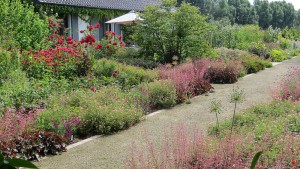 Flowering Rosa Tradition 95 and Monarda