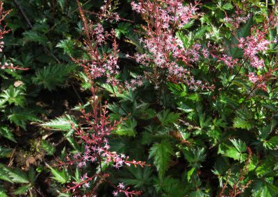 Astilbe-simplicifolia-Inshriach-Pink