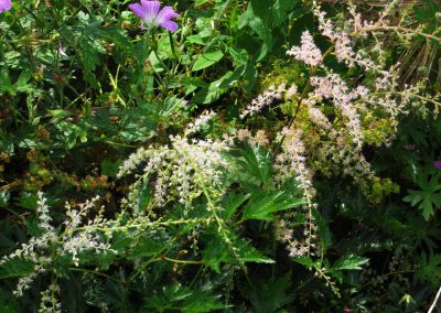 Astilbe-simplicifolia-Sprite