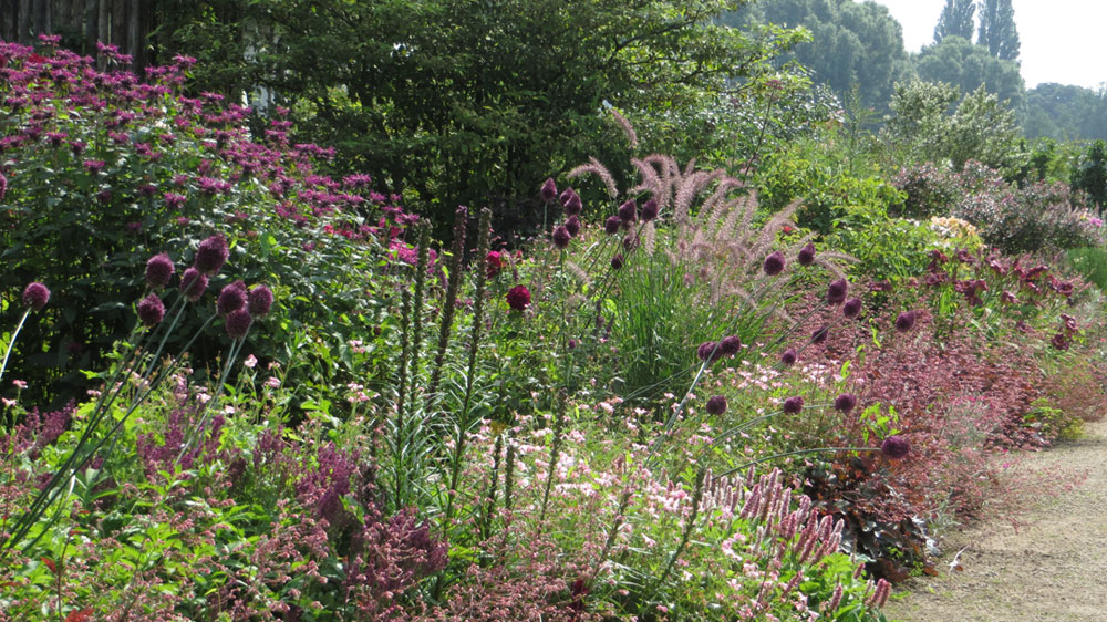Long Border with purple and red perennials