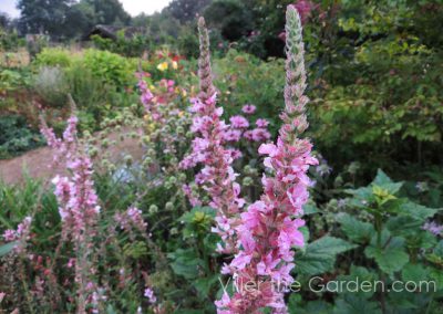 lythrum-salicaria-blush