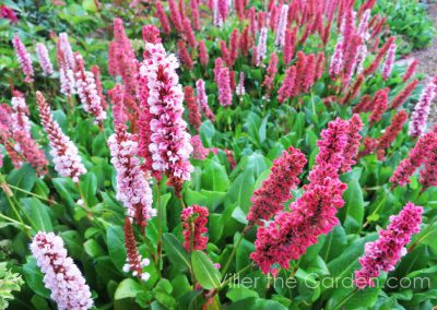 persicaria-affinis-kabouter