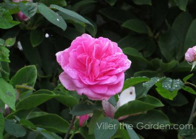 rosa-gertrude-jekyll