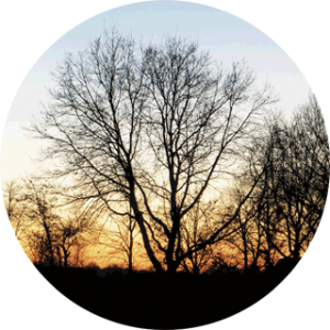 Tree-silhouette