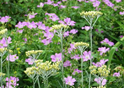 helichrysum-italicum