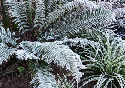 Polystichum Divisilobum