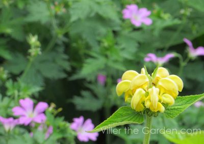 phlomis-and-geranium