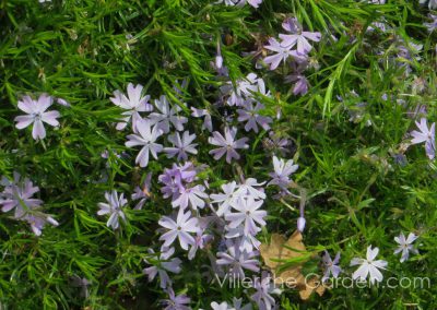 phlox-subulata-candy-stripe