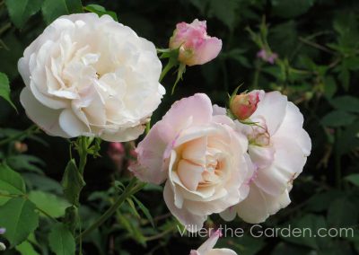 rosa-gruss-an-aachen