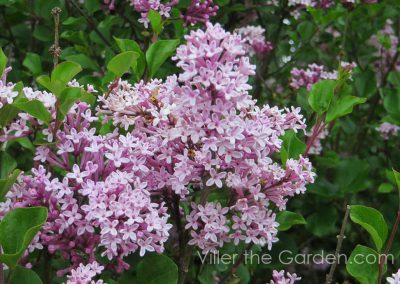 syringa-meyeri-palibin-flower