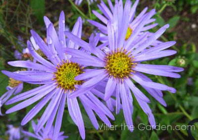 aster-frikartii-moench