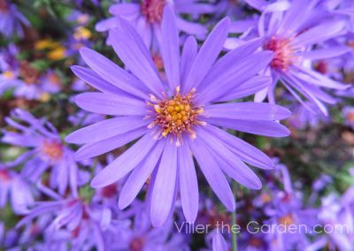 Aster 'Treffpunkt'