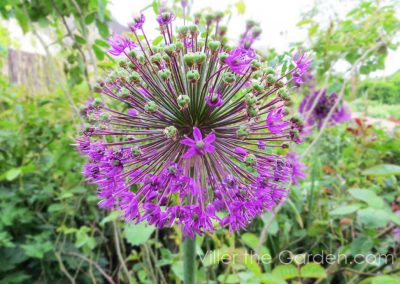 Allium 'Purple Sensation'