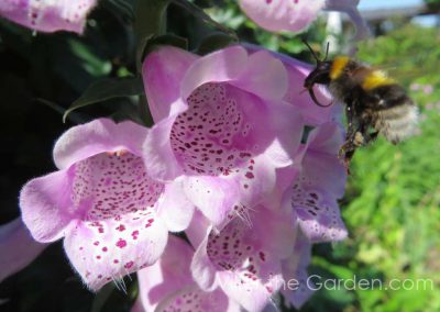 Digitalis purpurea